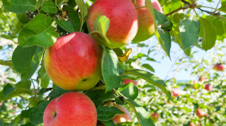 リンゴ幹細胞エキスPlus