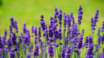 リンゴ幹細胞エキスPlus