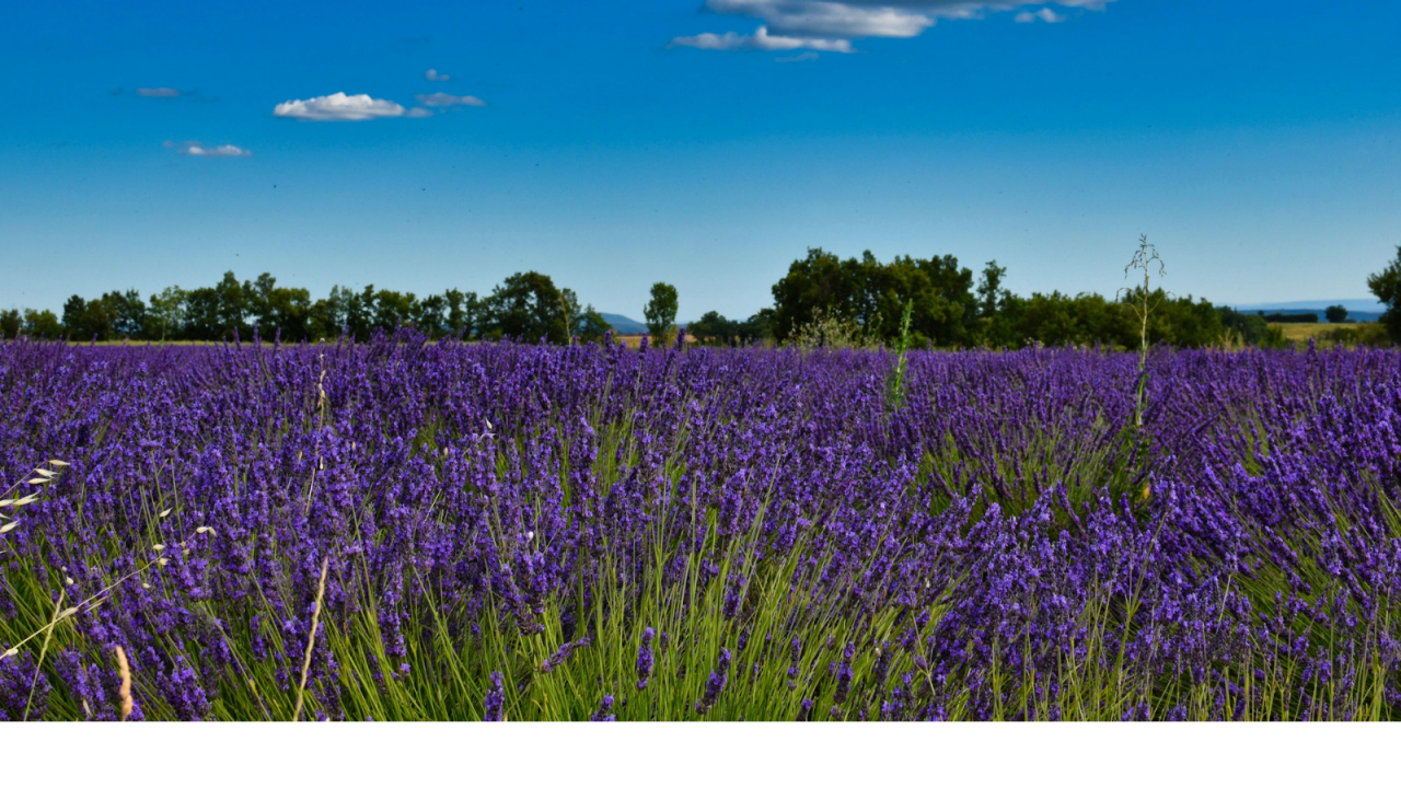 ライフサイエンス